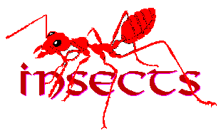 Insects